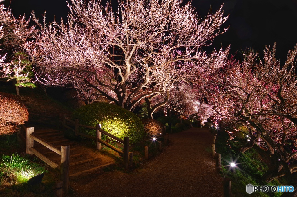 水戸の梅まつり④