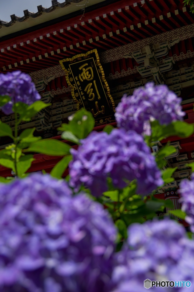 雨引山の紫陽花