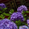 雨引山の紫陽花