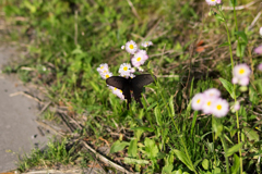 それ、菜の花じゃないよ