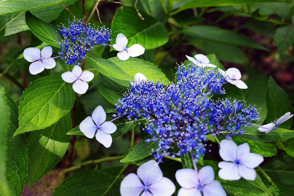 額紫陽花