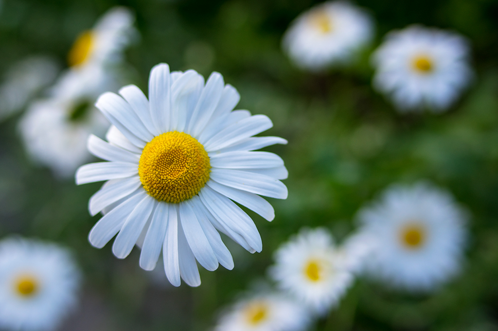 散歩道の花