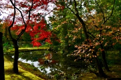 京都 金閣寺の紅葉