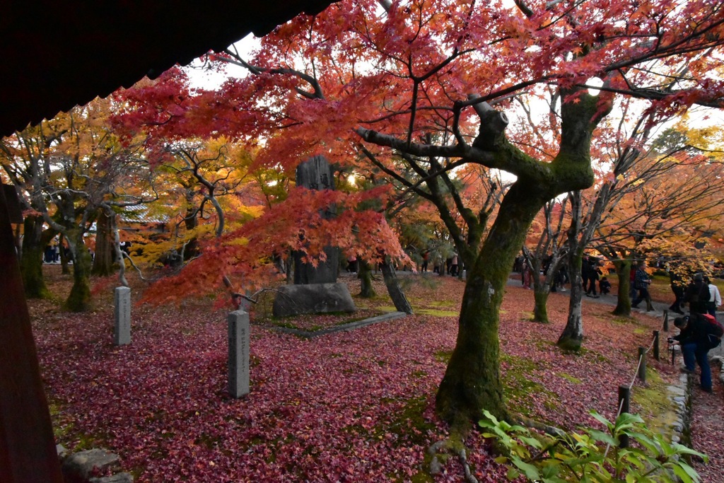 東福寺の紅葉