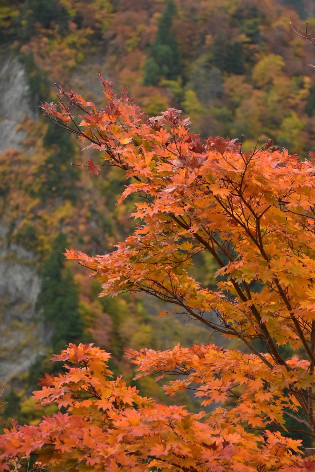 白山ホワイトロードの紅葉
