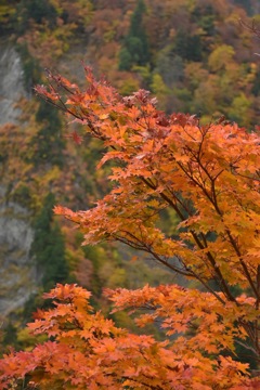 白山ホワイトロードの紅葉
