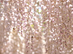 薄紅の中で
