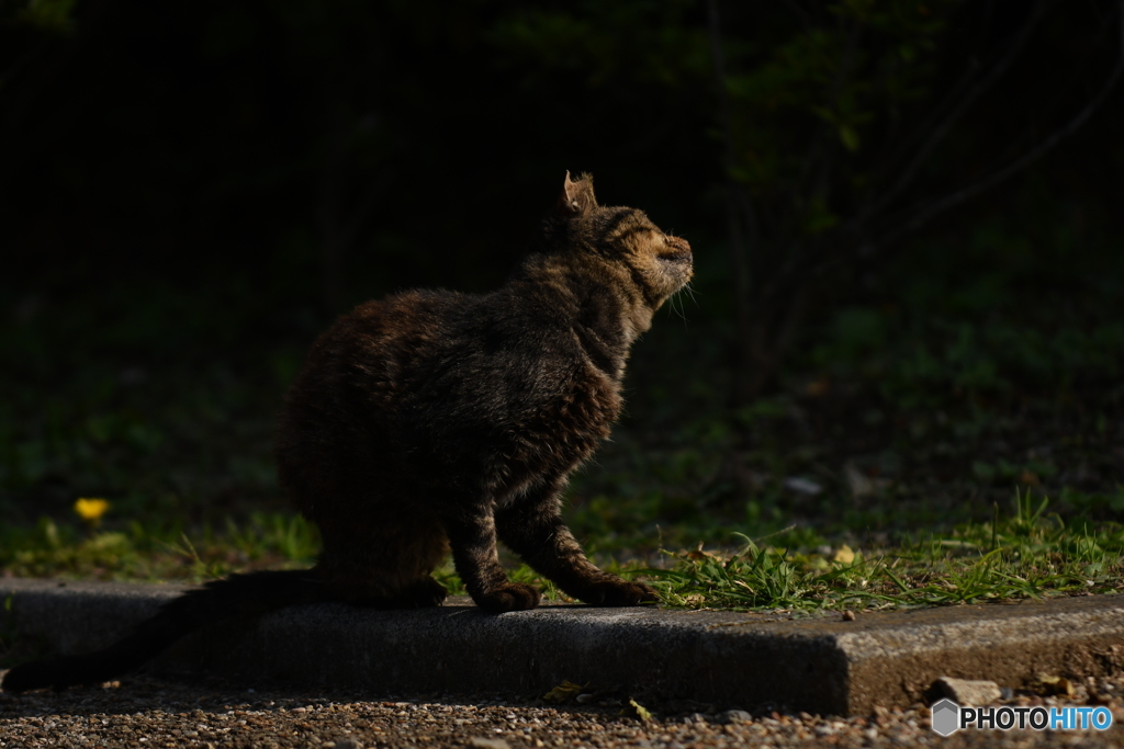 野良
