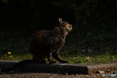 野良