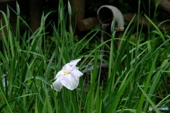 雨の菖蒲畑