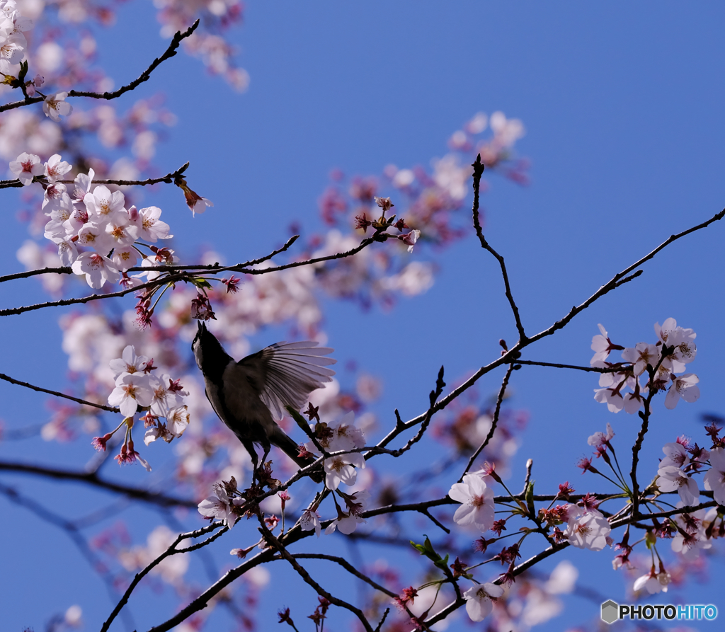 桜道で