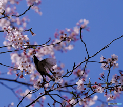 桜道で