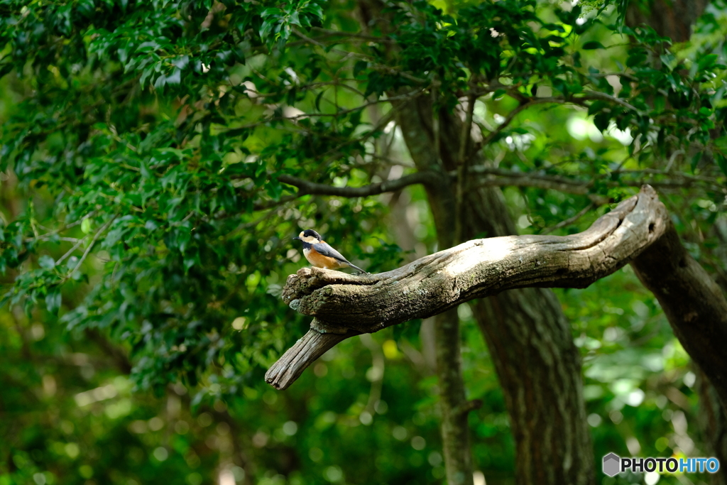 野鳥天国