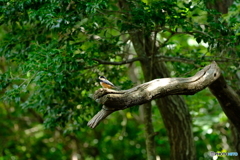 野鳥天国