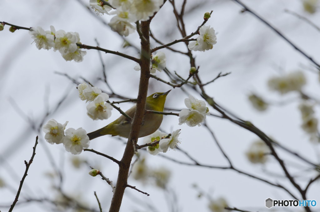 梅の花に誘われて
