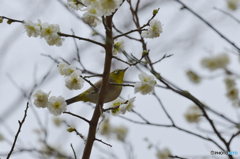 梅の花に誘われて
