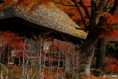 もみじに囲まれて