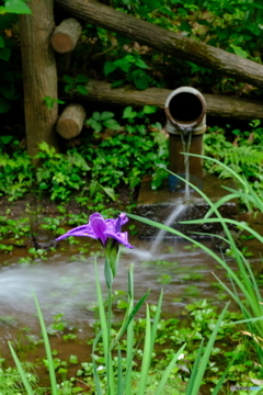 雨の菖蒲畑