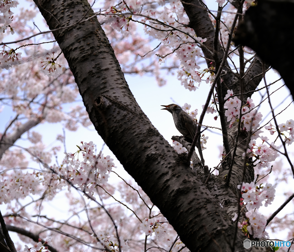 桜道で