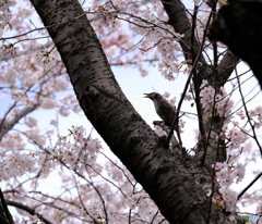 桜道で