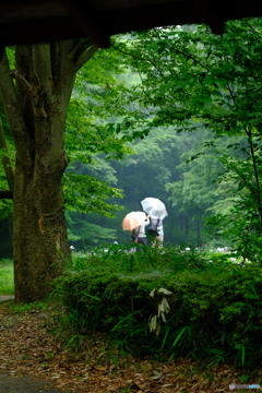 雨の菖蒲畑