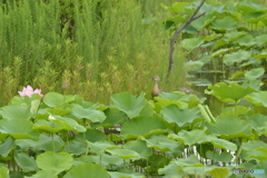 蓮の池