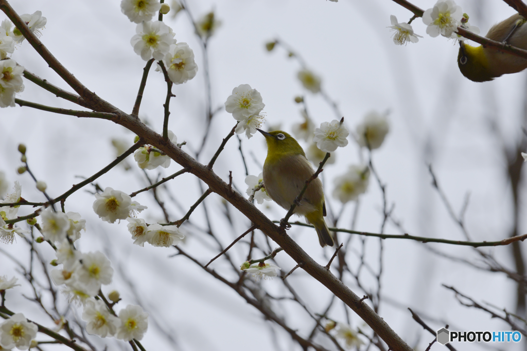 梅の花に誘われて
