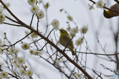 梅の花に誘われて