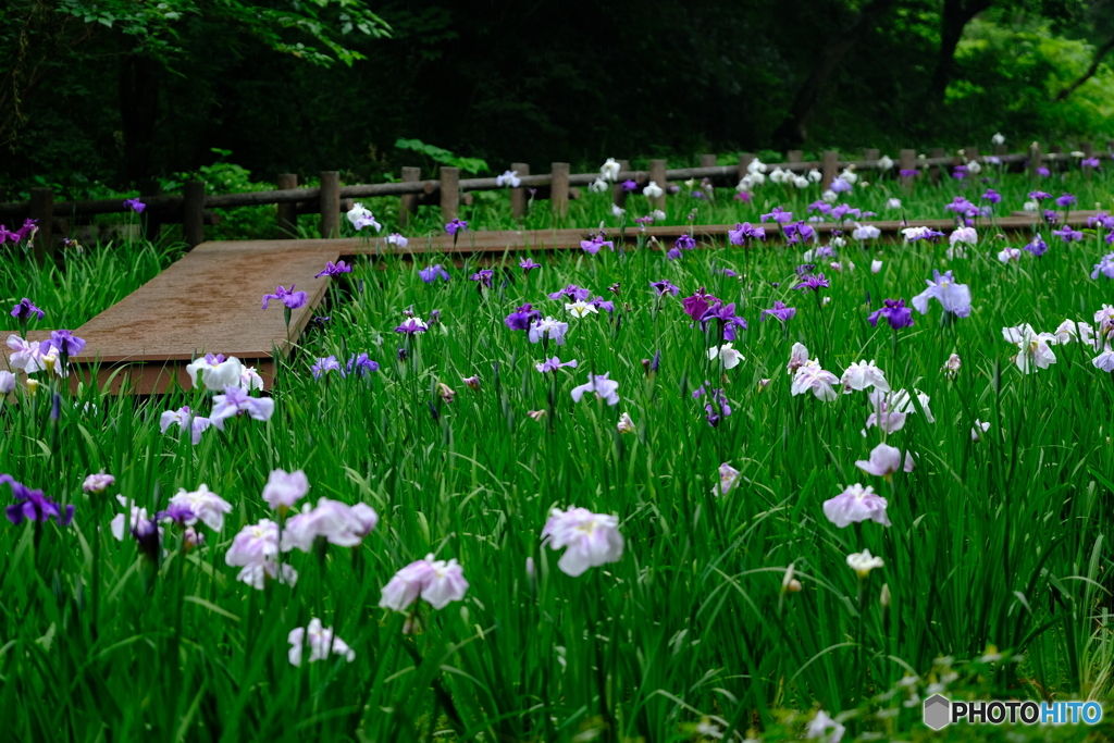 雨の菖蒲畑