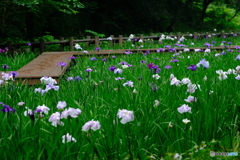 雨の菖蒲畑