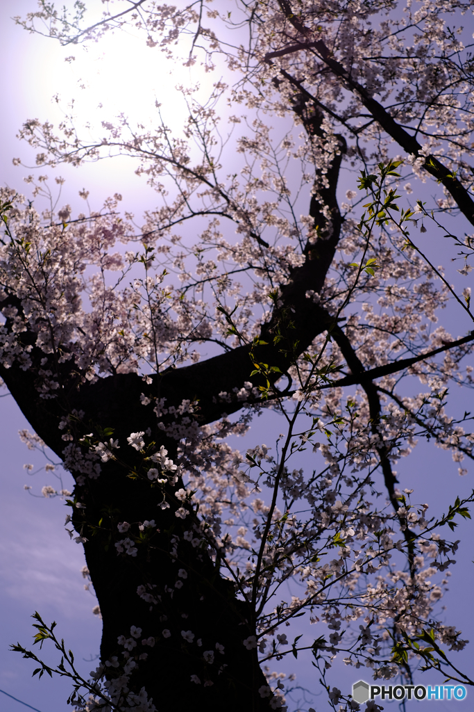 桜道で