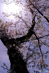 桜道で