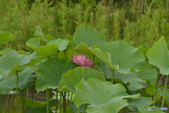 蓮の池