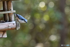 野鳥探索