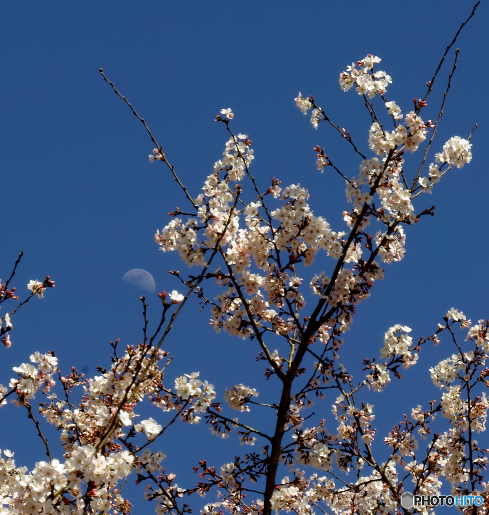桜と月と青空と