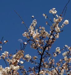 桜と月と青空と