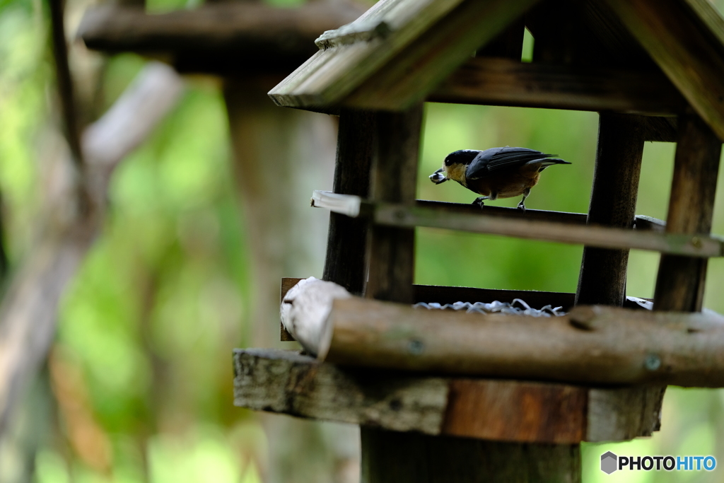 野鳥天国