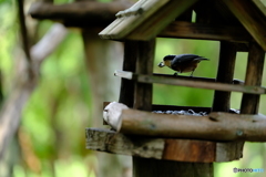 野鳥天国