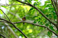 野鳥天国