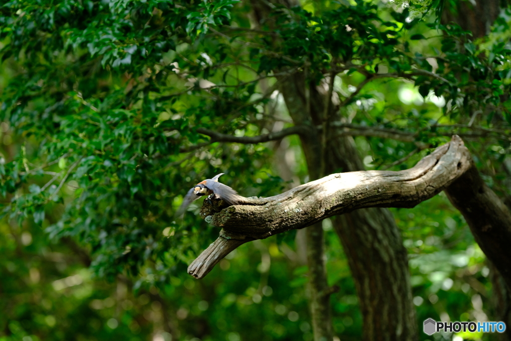 野鳥天国
