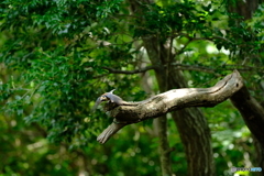 野鳥天国