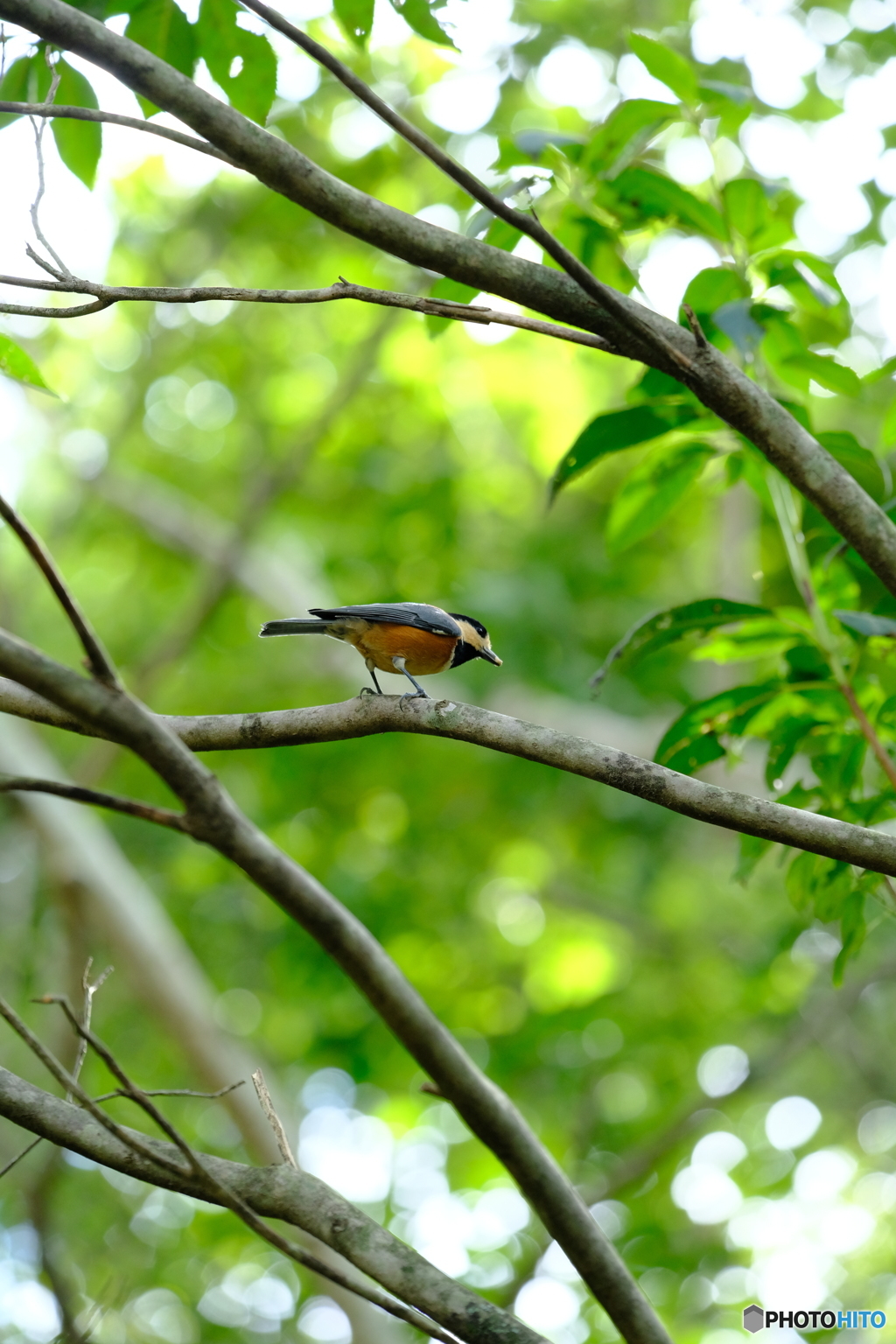 野鳥天国