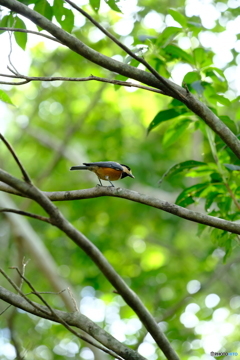 野鳥天国