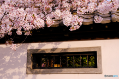 さくら（散歩）