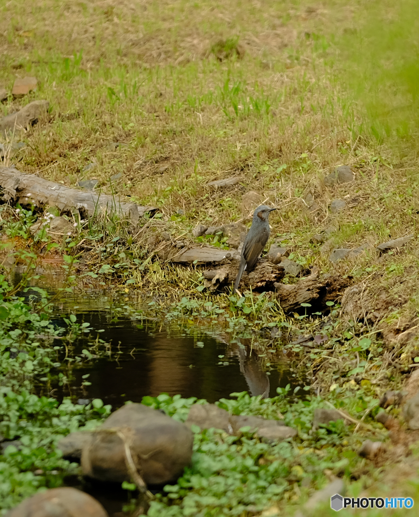 水飲み場