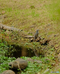水飲み場