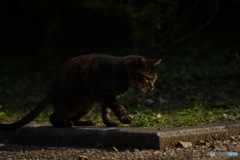 野良
