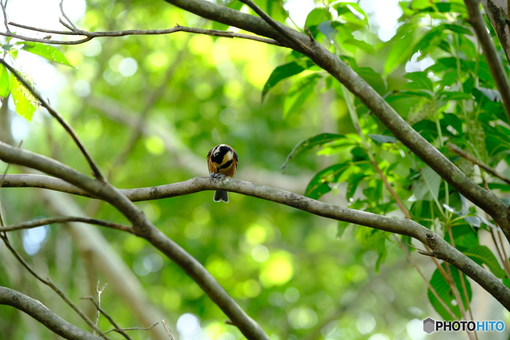 野鳥天国