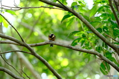 野鳥天国