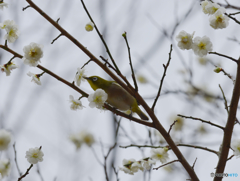 梅の花に誘われて